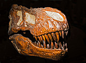Tyrannosaurus Rex Skull Fossil