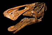 Edmontosaurus Skull Fossil