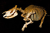 Prehistoric Rhinoceros (Trigonias osborni)