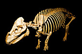 Oreodont Fossil