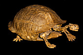 Club Tailed Tortose Fossil