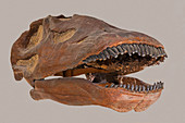 Brontosaur Skull