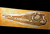Ichthyosaur Skull Fossil