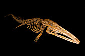 Eobalaenoptera Whale Fossil