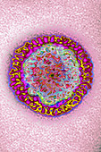 Influenza Virus, TEM
