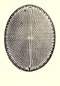Diatom, From Bori, Hungary, Early Photomicrograph