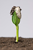 Sunflower seed germinating, 2 of 5