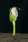Sunflower seed germinating, 3 of 6