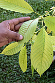 Kratom or Ketum Leaves