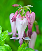 Bleeding Heart Flower