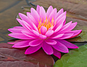 Waterlily Flower