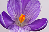 Purple Crocus Flower