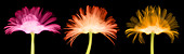 X-ray Gerber Daisies