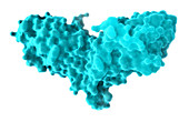 CTLA-4, Molecular Model