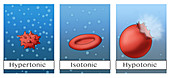Osmosis in Red Blood Cells, Illustration