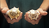 Chirality in Seashells