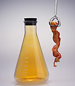 Bacon Reacting with Bromine