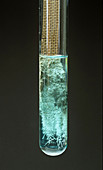 Oxidation of Copper by Silver Ion