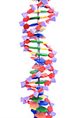Double Helix DNA Molecular Model