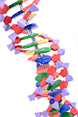 Double Helix DNA Molecular Model