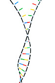 Double Helix DNA Model