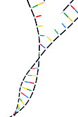 Double Helix DNA Model