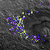 Planarian Stem Cell Colony