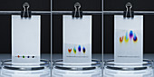 Paper chromatography