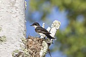 Eastern kingbird at nest site