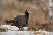 Eastern Wild Turkey