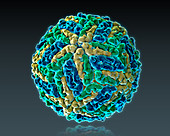 Dengue Virus, Molecular Model