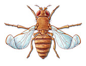 Fruit Fly with Curled Wings