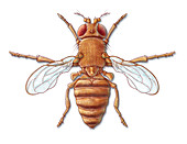 Fruit Fly with Vestigial Wings