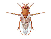 Fruit Fly, illustration