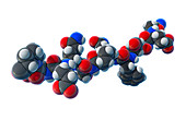 Gluten Peptide, molecular model