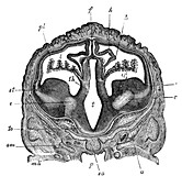 Brain of Sheep Embryo, Transverse Section