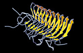 Prion Amyloid, molecular model