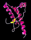 Human Prion Protein