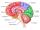 Lobes of the Brain, Sagittal View
