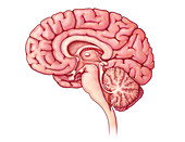 Brain Sagittal Section, Illustration