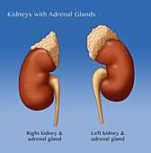 Adrenal Gland and Kidney, Illustration