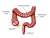 Healthy Large Intestine, Illustration