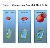 Osmosis in Plant and Animal Cells, Illustration
