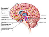 Cholinergic Pathway, illustration