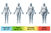 Body Mass Index, Female Body