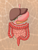 Normal Digestive System