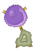Lymphocyte and Cancer Cell
