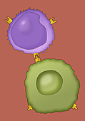 Lymphocyte and Cancer Cell