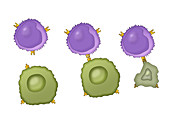 T-Cell Attacking Cancer Cell