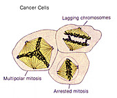Cancer Cells, Illustration